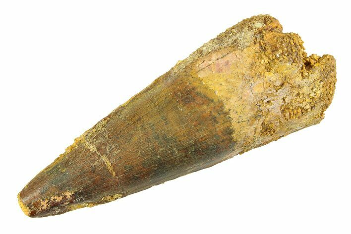 Fossil Spinosaurus Tooth - Real Dinosaur Tooth #354737